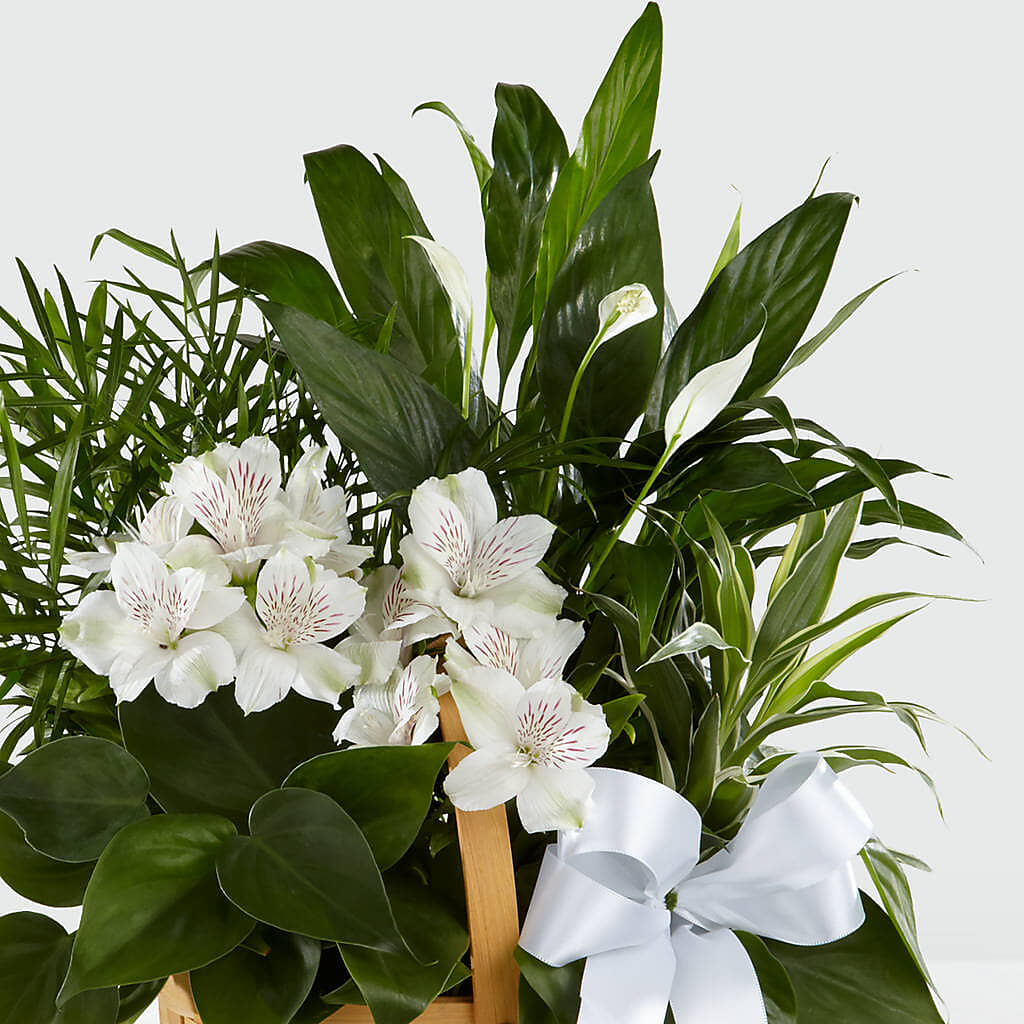 Peace & Serenity Dishgarden – Flajes Flowers, Nutley NJ