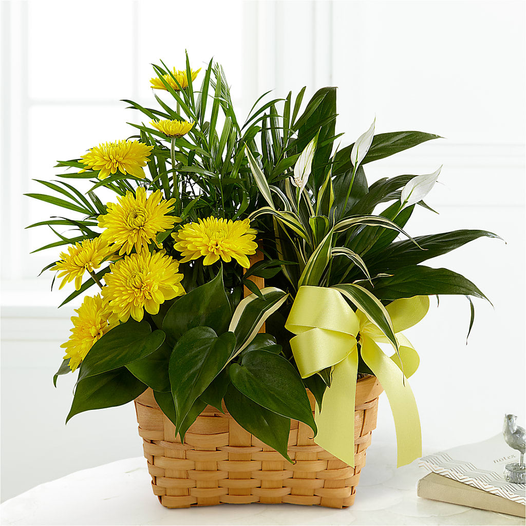 Loving Light Dishgarden – Flajes Flowers, Nutley NJ