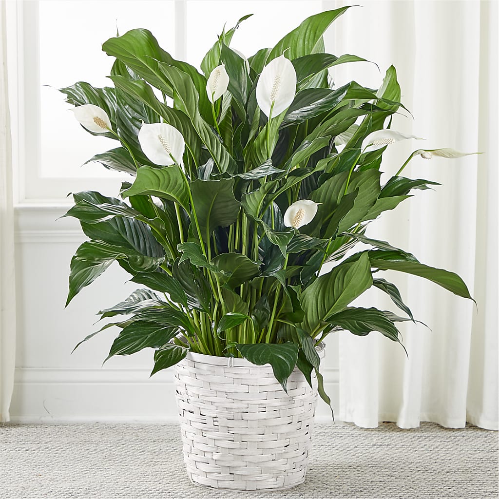 A New Leaf Peace Lily – Flajes Flowers, Nutley NJ