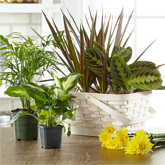 Florist Designed Blooming and Green Plants in a Basket –  Flajes Flowers, Nutley NJ