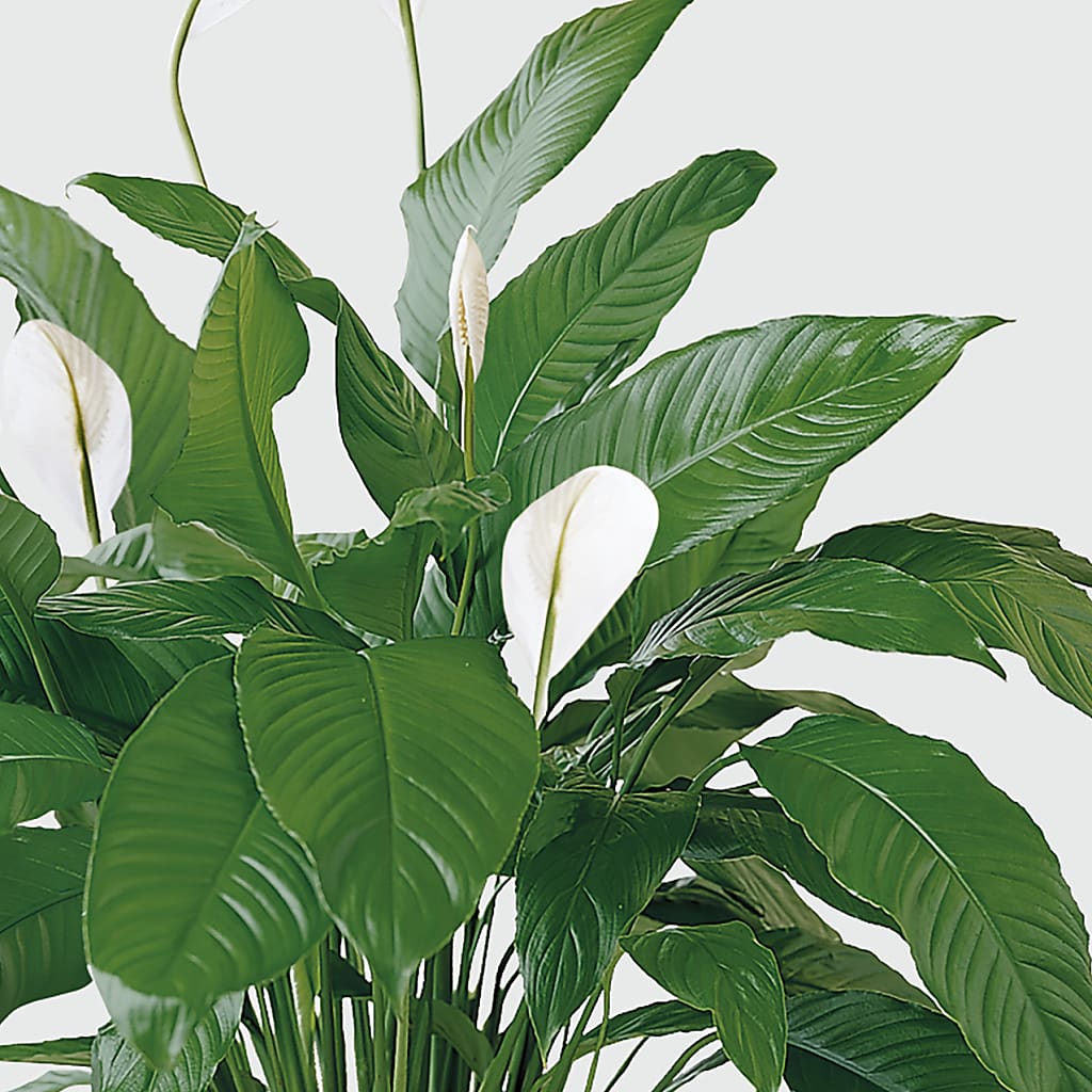 Tranquil Moments Peace Lily Plant –  Flajes Flowers, Nutley NJ
