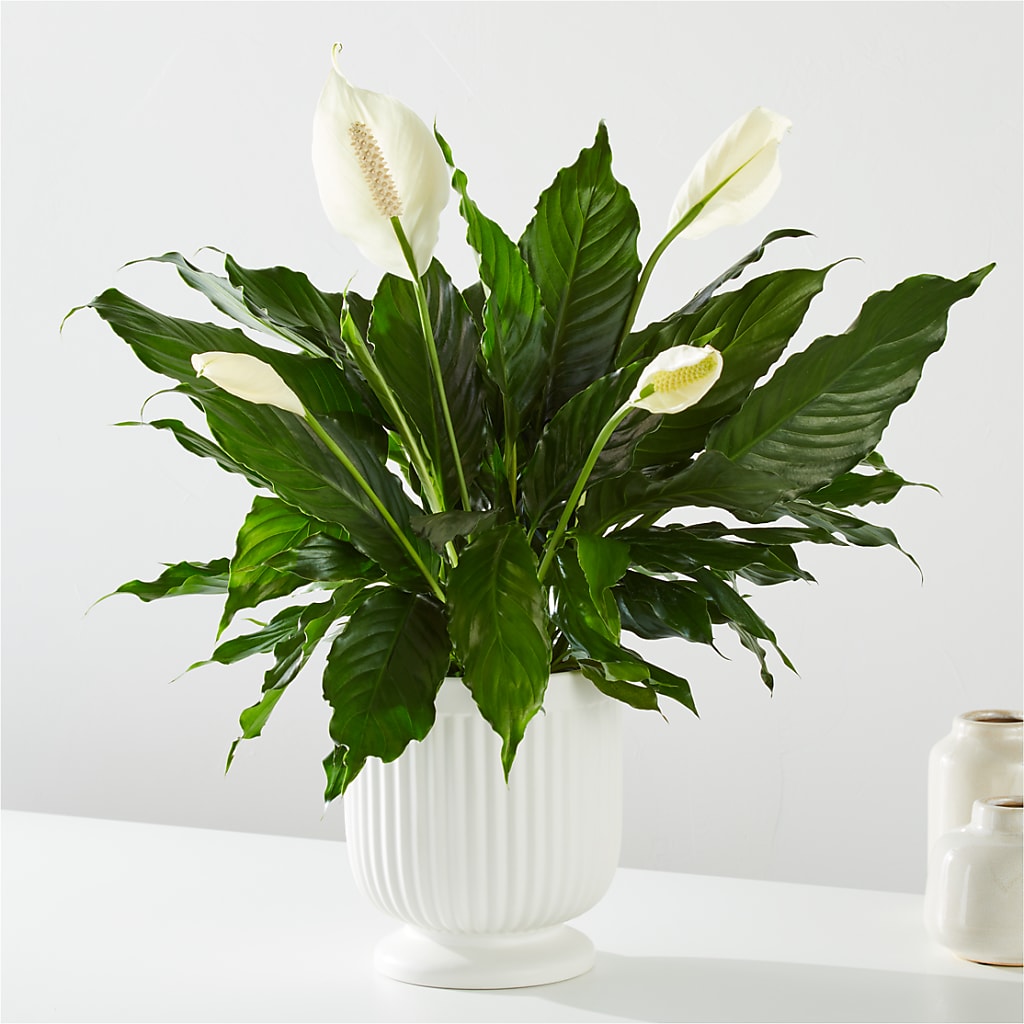 Comfort Planter –  Flajes Flowers, Nutley NJ