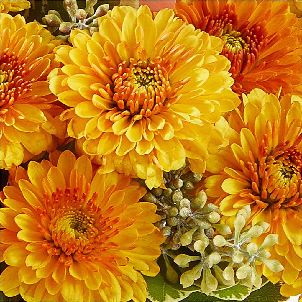 Peachy Pumpkin –  Flajes Flowers, Nutley NJ