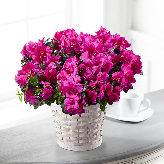 Planta de Azalea Hope & Serenity