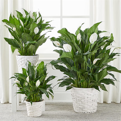 A New Leaf Peace Lily –  Flajes Flowers, Nutley NJ
