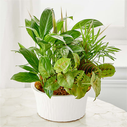 Balance & Harmony Dishgarden –  Flajes Flowers, Nutley NJ